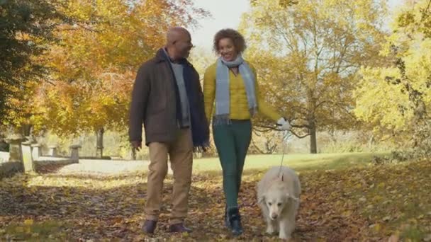 一对老夫妇和宠物狗金毛猎犬在秋天的乡间散步 慢动作射击 — 图库视频影像