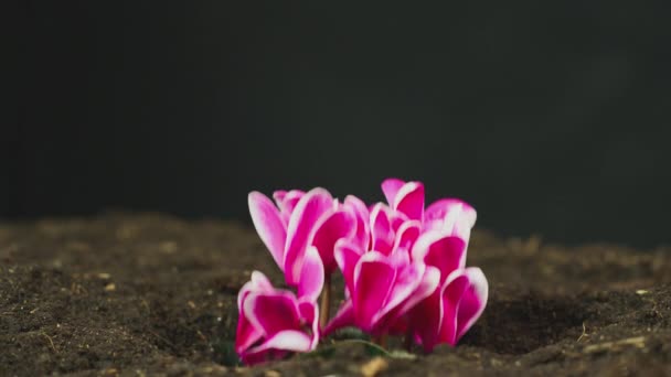 Seitenansicht Der Cyclamen Persicum Pflanze Mit Rosa Blüten Die Aus — Stockvideo