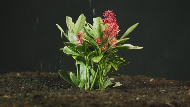 Боковой Вид Растения Skimmia Japonica Поливаемом Дождем Грунте Съемка Замедленной — стоковое видео