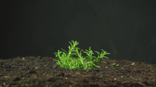 Widok Boku Rośliny Rozmarynu Rosnącej Gleby Ogrodzie — Wideo stockowe