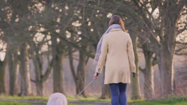 Rear View Woman Prosthetic Arm Walking Pet Golden Retriever Dog — Stock Video