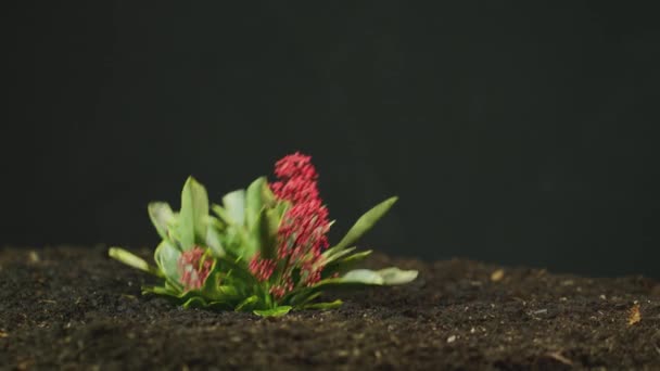 Sidovy Över Skimmia Japonica Växt Med Röda Blommor Som Växer — Stockvideo
