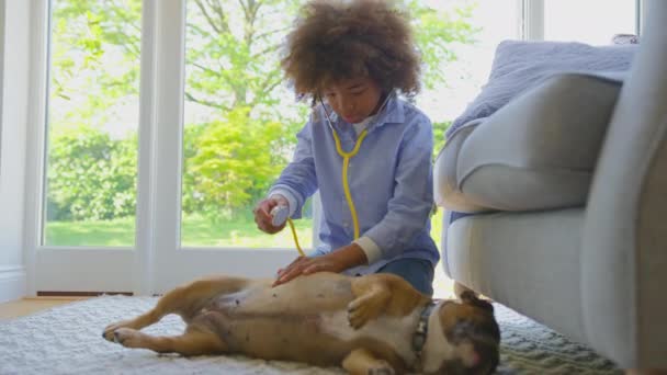 Niño Fingiendo Ser Veterinario Casa Examinando Mascota Bulldog Francés Con — Vídeos de Stock
