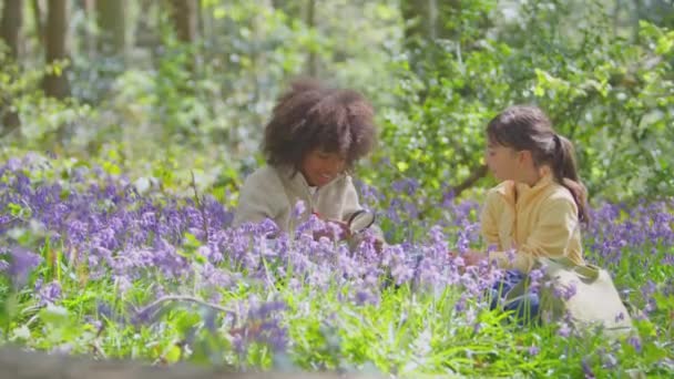 Chłopiec Dziewczyna Spacery Przez Wiosenny Las Patrząc Bluebell Lupą — Wideo stockowe