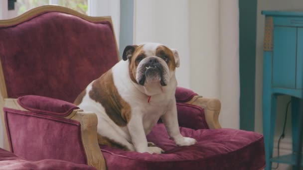 Divertido Tiro Mascota Bulldog Inglés Sentado Luego Bajar Sillón Casa — Vídeo de stock