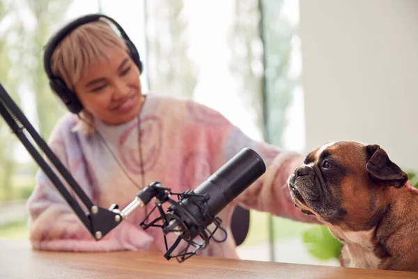 Woman Pet French Bulldog Recording Podcast Broadcasting Radio Studio Home — Stock Photo, Image