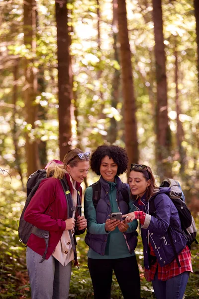 Female Friends Mobile Phone Holiday Hiking Woods Using Gps App — Zdjęcie stockowe