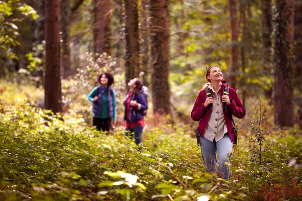 Group Young Female Friends Camping Holiday Hiking Woods Enjoying Nature — Photo