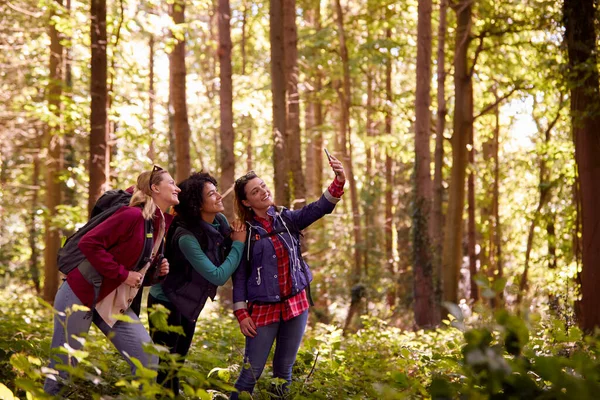 Female Friends Posing Selfie Mobile Phone Holiday Hike Woods Together — Photo