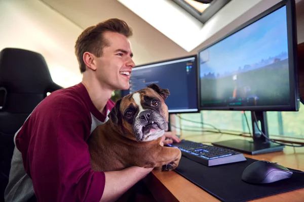 Man Pet French Bulldog Gaming Home Sitting Desk Multiple Monitors — Stockfoto