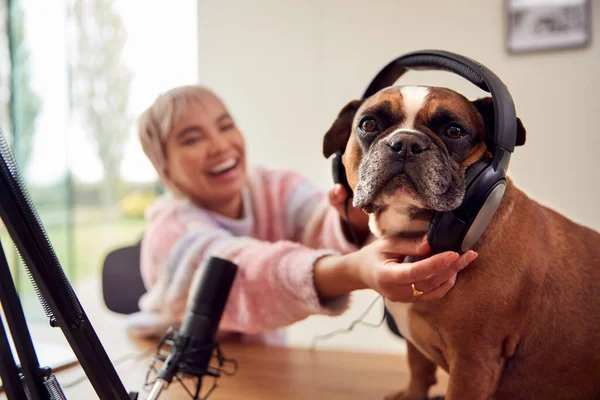 Woman Pet French Bulldog Wearing Headphones Recording Podcast Broadcasting Radio — Stock Photo, Image