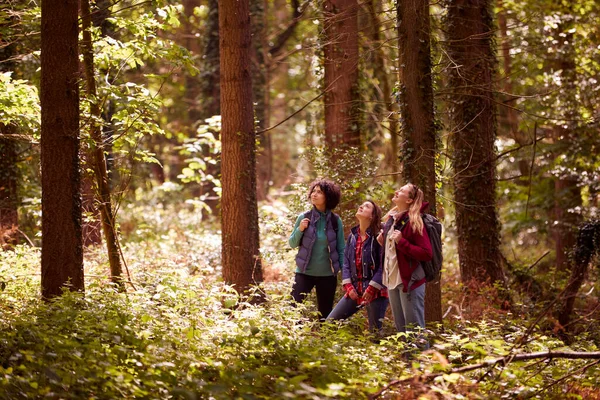 Group Young Female Friends Camping Holiday Hiking Woods Enjoying Nature — Photo