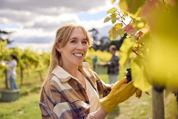 Portrait Female Worker Harvesting Grapes Vine Vineyard Wine Production — Stock Photo, Image