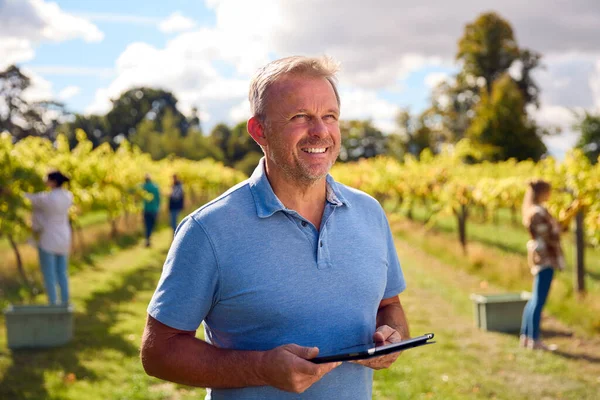 Dojrzałe Mężczyzna Pracownik Cyfrowych Tabletek Zbioru Winogron Winnicy Produkcji Wina — Zdjęcie stockowe