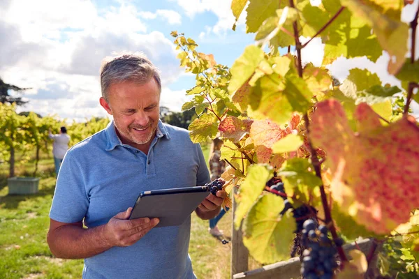 Dojrzałe Mężczyzna Pracownik Cyfrowych Tabletek Zbioru Winogron Winnicy Produkcji Wina — Zdjęcie stockowe