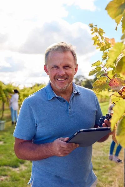 Portret Van Volwassen Mannelijke Werknemer Met Digitale Tabletoogst Druiven Wijngaard — Stockfoto
