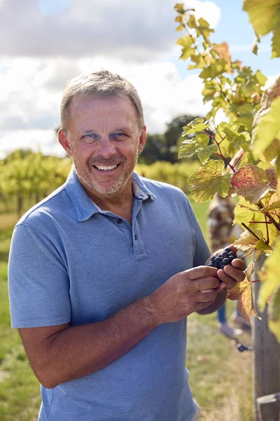ワイン生産のためのブドウ畑からブドウを収穫する成熟した男性労働者の肖像 — ストック写真