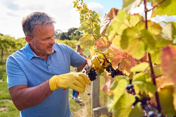 成熟した男性労働者ワイン生産のためのブドウ畑からブドウを収穫 — ストック写真