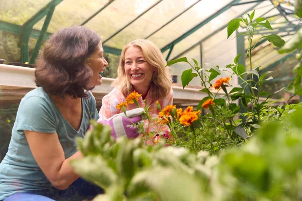 野菜や植物の世話を一緒に温室で働く熟女同性カップル — ストック写真