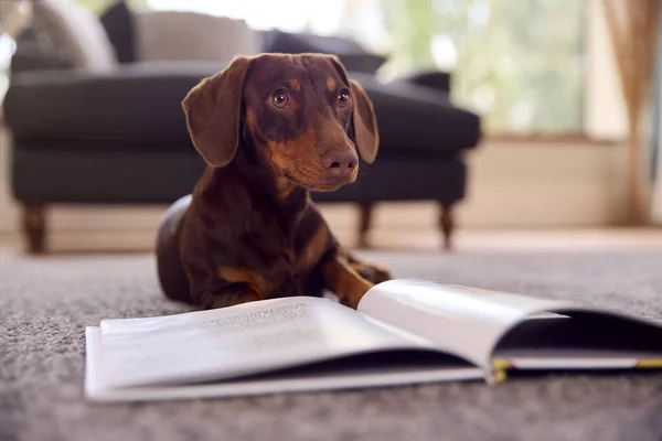 Evcil Dachshund Köpeği Evde Kitap Izlerken Halıda Yerde Yatıyor — Stok fotoğraf