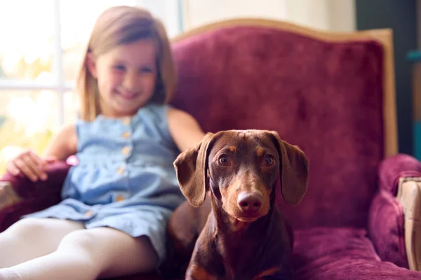 Junge Mädchen Hause Streicheln Haustier Dackelhund Sitzt Auf Stuhl — Stockfoto