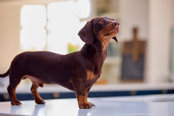 Evcil Dachshund Köpeği Evdeki Mutfakta Tezgahta Duruyor — Stok fotoğraf