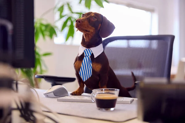 Забавный Снимок Домашнего Животного Dachshund Собак Платье Качестве Бизнесмена Рабочем — стоковое фото