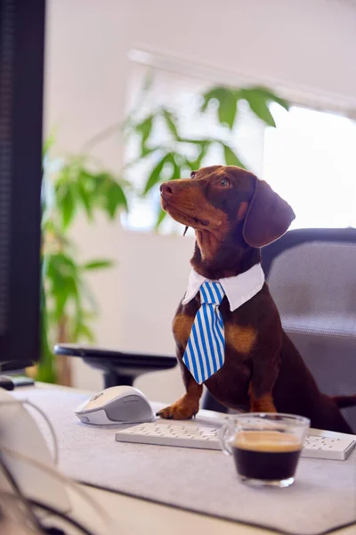 Lustige Aufnahme Von Haustier Dackel Hund Kleid Als Geschäftsmann Schreibtisch — Stockfoto