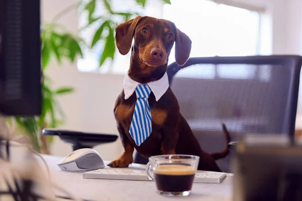 Rolig Skott Sällskapsdjur Dachshund Dog Dress Som Affärsman Vid Skrivbord — Stockfoto