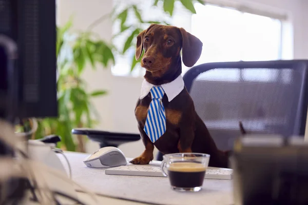 Смішний Постріл Пес Дахшунд Собака Одягаються Бізнесмен Робочому Столі Офісі — стокове фото