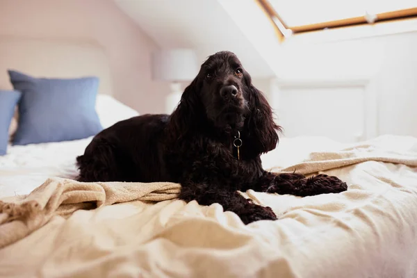 ペットブラックスパニエル犬は自宅で所有者のベッドに座って — ストック写真