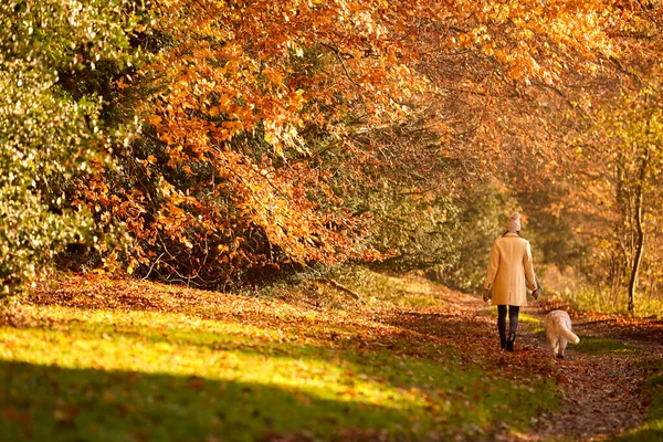 여자에 Pet Golden Retriever Dog Walk Track Autumn Countryside — 스톡 사진