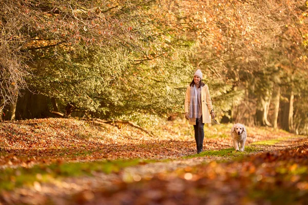 秋の田園地帯でトラックに沿って歩くペット黄金の取得犬と帽子とスカーフを身に着けている女性 — ストック写真