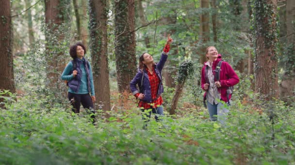 一群女性朋友在森林里徒步旅行 享受大自然的美景 慢镜头拍摄 — 图库视频影像