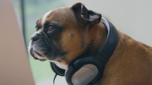 Αστεία Λήψη Του Κατοικίδιου Γαλλικό Bulldog Ηχογράφηση Podcast Φορώντας Ακουστικά — Αρχείο Βίντεο