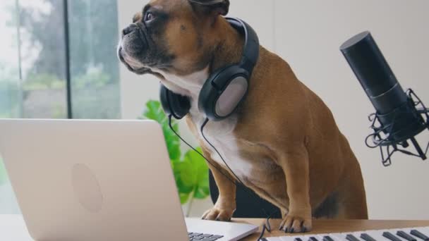 Divertido Tiro Mascota Francés Bulldog Podcast Grabación Con Auriculares Sentado — Vídeos de Stock