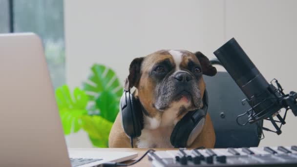 Divertido Tiro Mascota Francés Bulldog Podcast Grabación Con Auriculares Sentado — Vídeo de stock