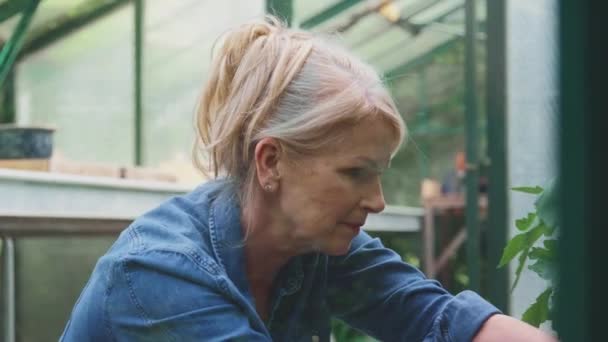 Femme Mûre Jardinage Serre Maison Occupant Des Plants Tomate Tourné — Video