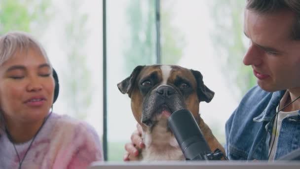 Ζευγάρι Κατοικίδιο Ζώο Γαλλική Bulldog Ηχογράφηση Podcast Μετάδοση Στο Ραδιόφωνο — Αρχείο Βίντεο