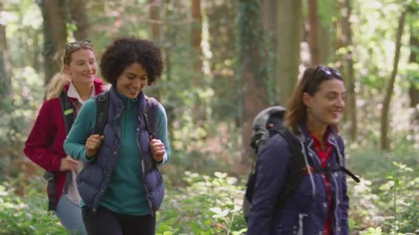Groupe Amies Vacances Randonnée Dans Les Bois Profitant Nature Tournées — Video
