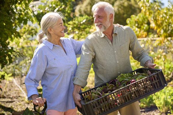 在蔬菜园工作或携带甜菜盘的退休长者夫妇 — 图库照片