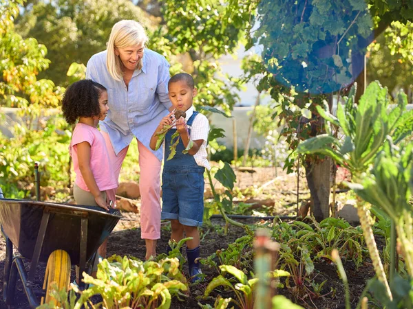 Kleinkinderen Helpen Grootmoeder Werken Plantaardige Tuin Toewijzing Met Kruiwagen Thuis — Stockfoto