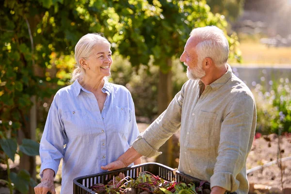 Retired Senior Couple Working Vegetable Garden Allotment Carrying Tray Beets — Stock Photo, Image