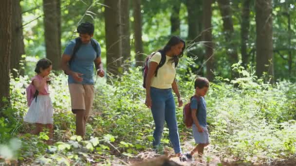 夏の森の自然を一緒に歩いて探検する4つのバックパックを身に着けている家族 スローモーションで撮影 — ストック動画