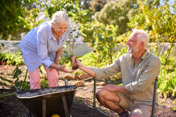 Emerytowana Para Seniorów Pracująca Ogrodzie Warzywnym Lub Działka Barrowem Domu — Zdjęcie stockowe