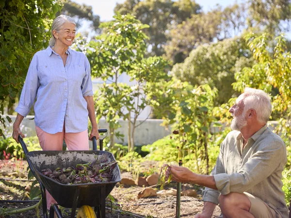 Emekli Çift Sebze Bahçesinde Çalışıyor Barrow Evde Paylaşıyorlar — Stok fotoğraf