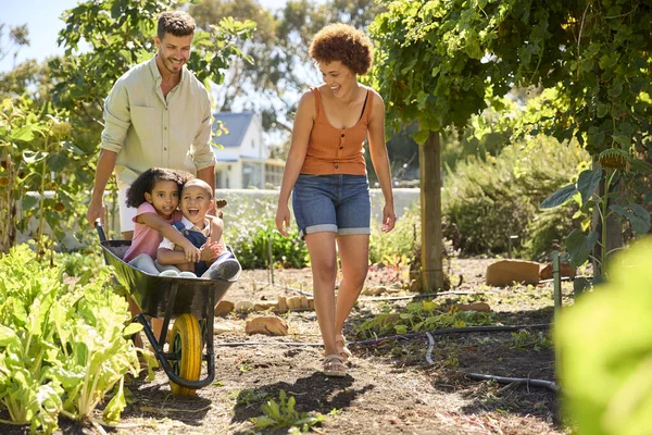 Family Children Pushed Barrow Parents Working Vegetable Garden Allotment — Stock Photo, Image