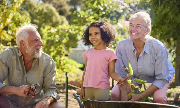 Neta Que Ajuda Avós Que Trabalham Jardim Vegetal Colocação Com — Fotografia de Stock