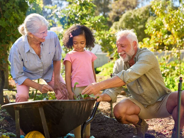 Unoka Segít Nagyszülőknek Zöldséges Kertben Dolgozni Vagy Otthon Barrow Val — Stock Fotó