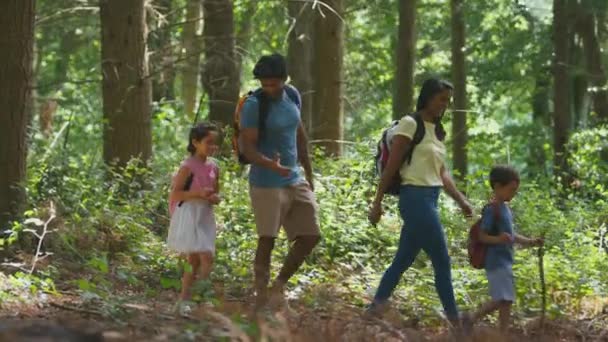 Família Quatro Mochilas Vestindo Caminhando Explorando Natureza Floresta Verão Juntas — Vídeo de Stock